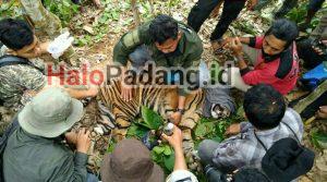 Setelah Terjerat Tiga Hari, Seekor Harimau Sumatera Jalani Observasi