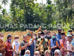 Bupati Padang Pariaman Panen Raya Jagung di Sikucur