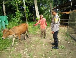 Polisi di Padang Pariaman Juga Turut Awasi Perkembangan PMK di Wilayahnya