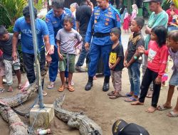 Diserahkan ke BKSDA Agam, Warga Jorong Muaro Putus Tangkap Enam Ekor Anak Buaya