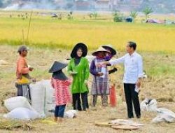 Presiden Jokowi Cek Langsung Harga Gabah kepada Petani yang Sedang Panen