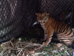 Setelah Solok Selatan, Harimau Sumatera Terkam Sapi Warga di Daerah Lain