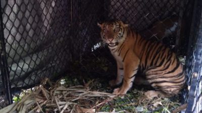 Setelah Solok Selatan, Harimau Sumatera Terkam Sapi Warga di Daerah Lain