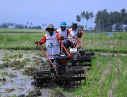 Belasan Ribu Petani di Tanah Datar Nikmati Program Bajak Gratis
